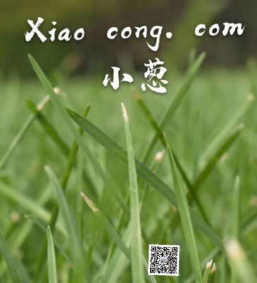 xiaocong.com